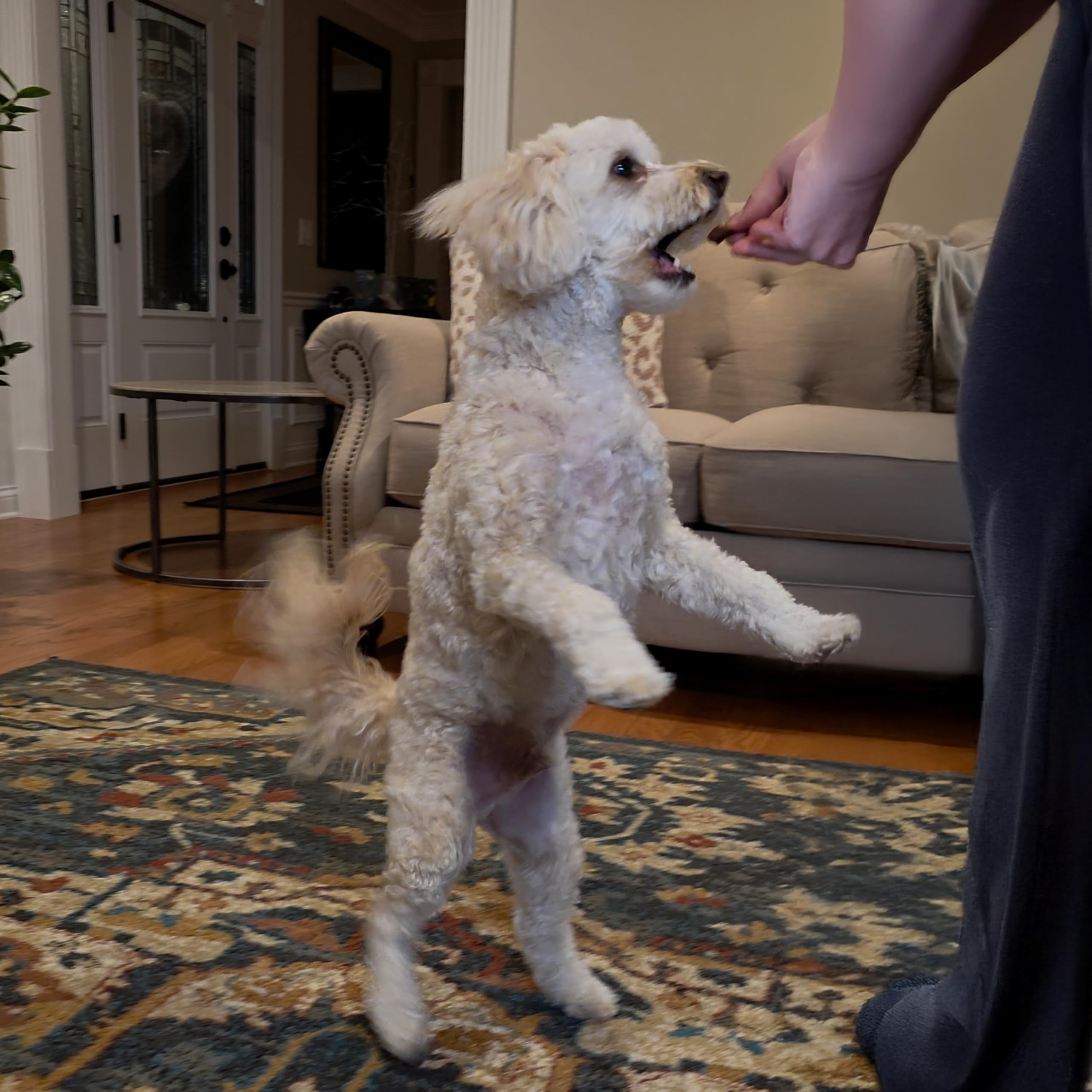 Exclusively Dog Chewy Training Treats Bacon Apple Flavor Grain Free Gluten Free 6 oz.