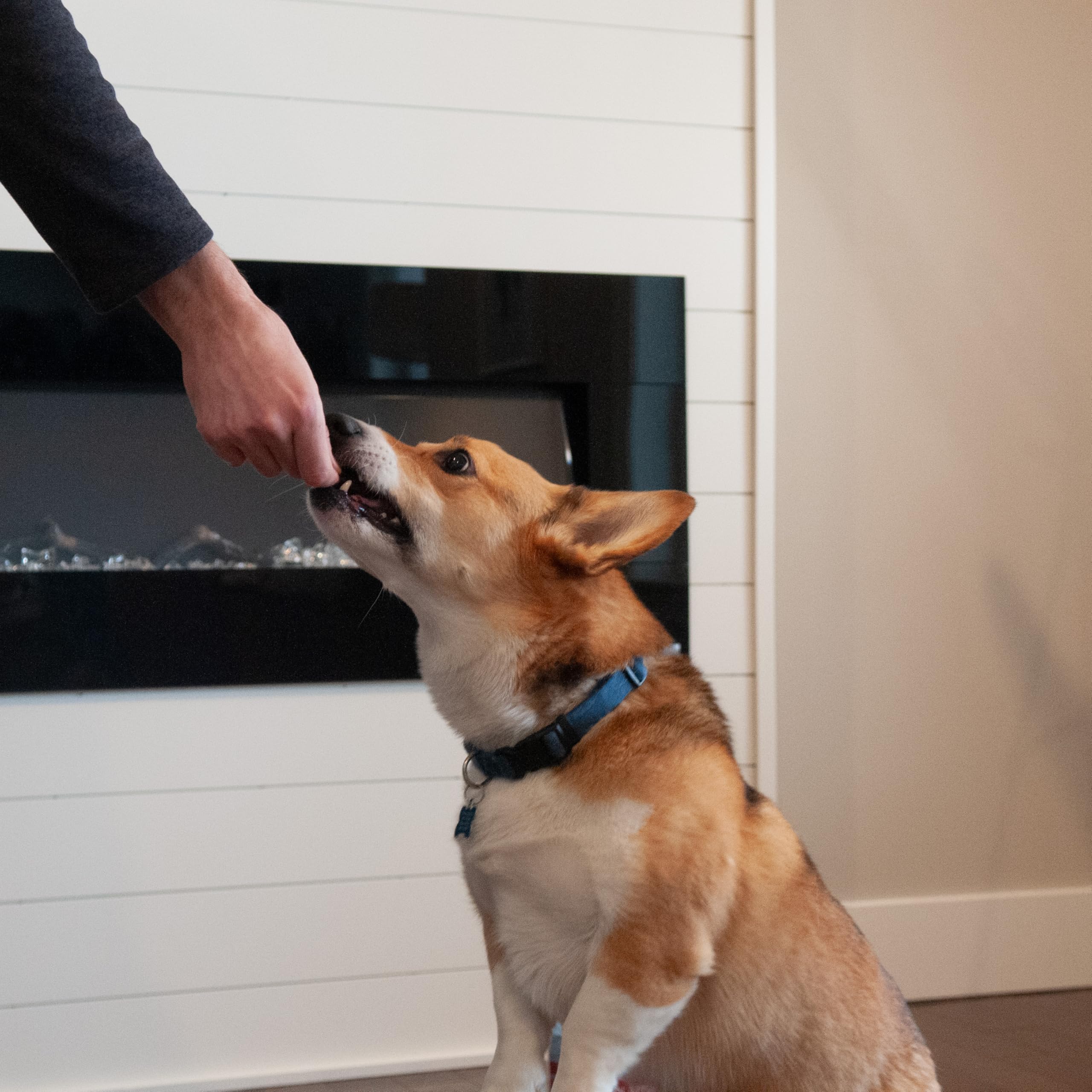 Exclusively Dog Chewy Training Treats Bacon Apple Flavor Grain Free Gluten Free 6 oz.