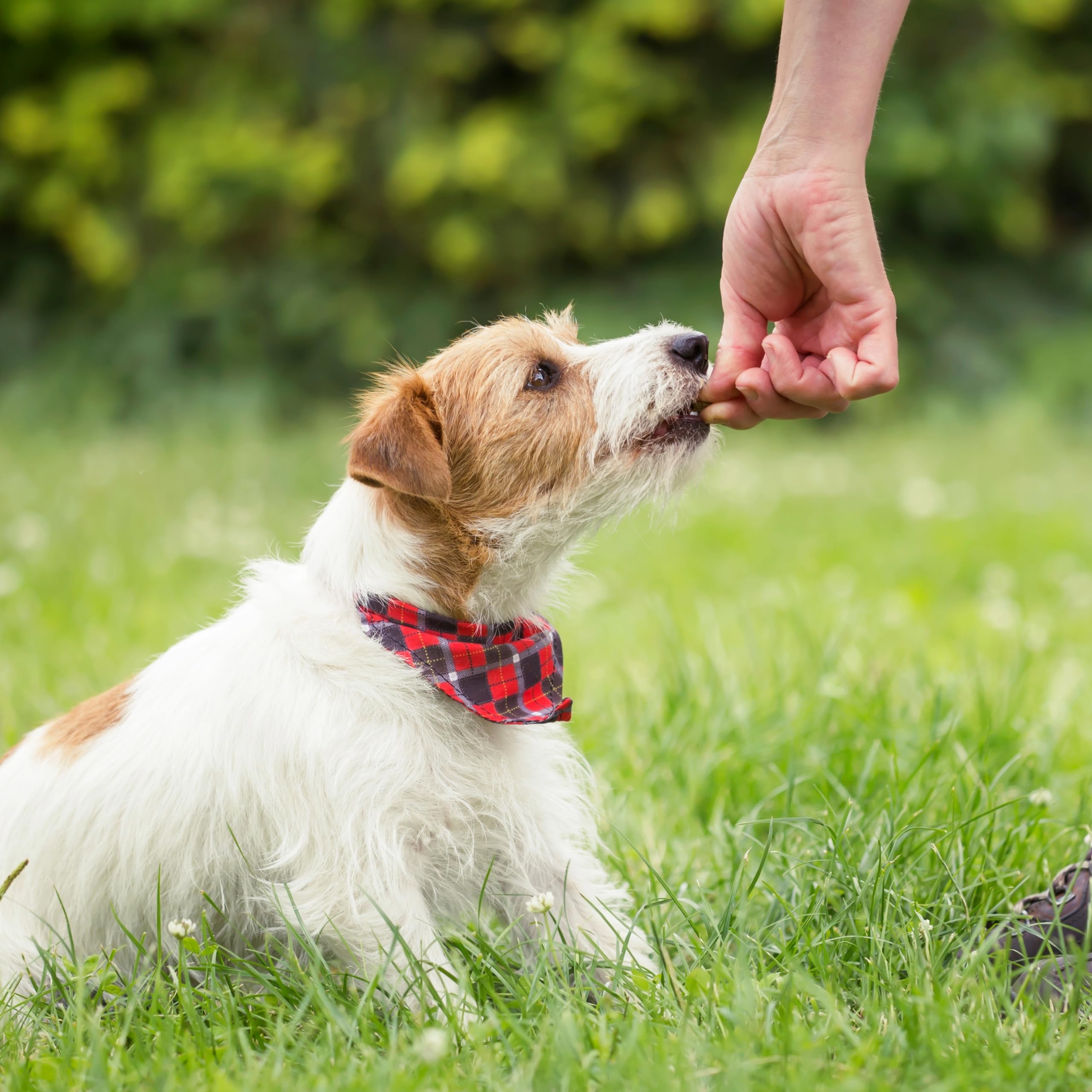 Exclusively Dog Chewy Training Treats Bacon Apple Flavor Grain Free Gluten Free 6 oz.