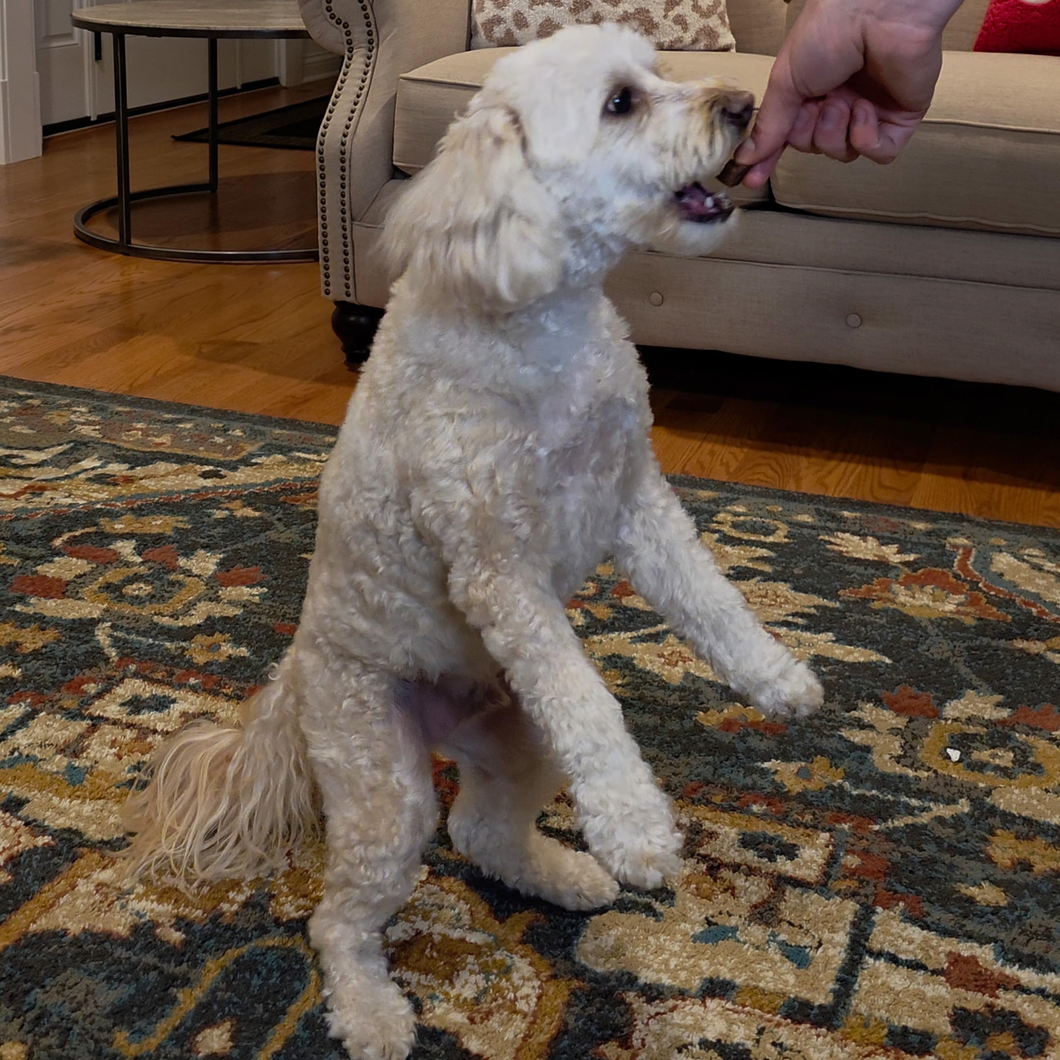 Exclusively Dog Chewy Training Treats Bacon Apple Flavor Grain Free Gluten Free 6 oz.