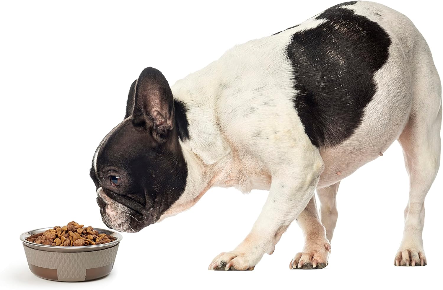 PetRageous 16015 Kona Stainless Steel Non-Slip Dishwasher Safe Dog Bowl 1.75-Cup 5.5-Inch Diameter 1.75-Inch Tall for Small and Medium Dogs and Cats 14-Ounce, Taupe