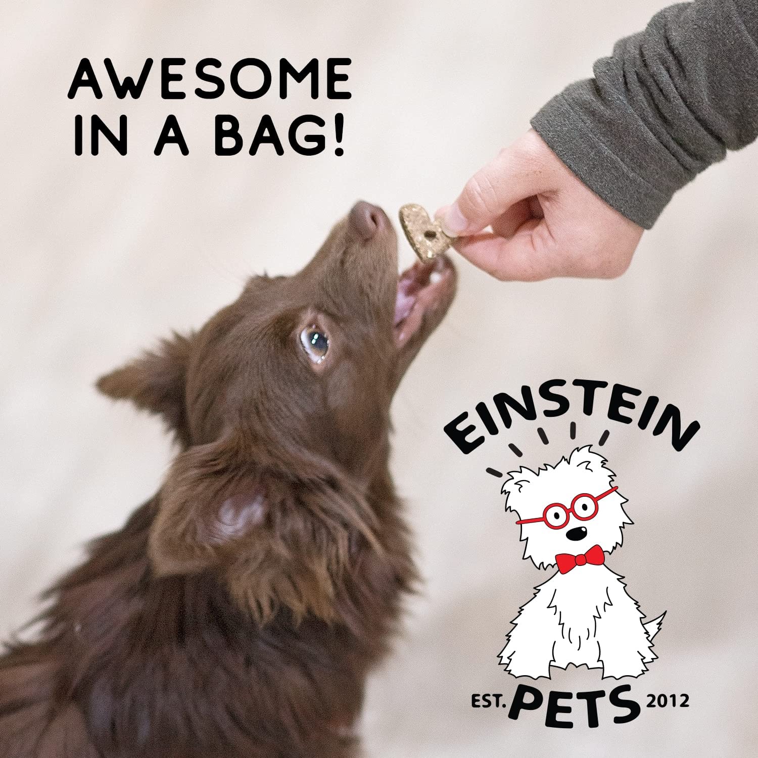 Einstein Pets- Pumpkin Time-- Grain Free and Organic Pumpkin Dog Treats- 8oz